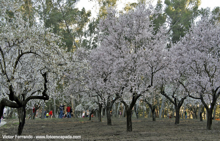 Almendros en flor en la Quinta de los Molinos Madrid