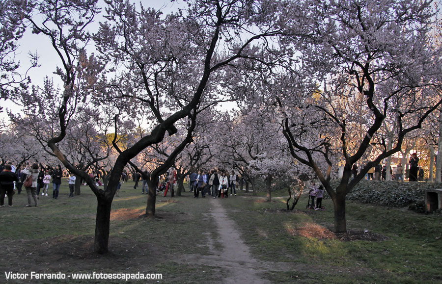 Almendros en flor en la Quinta de los Molinos Madrid