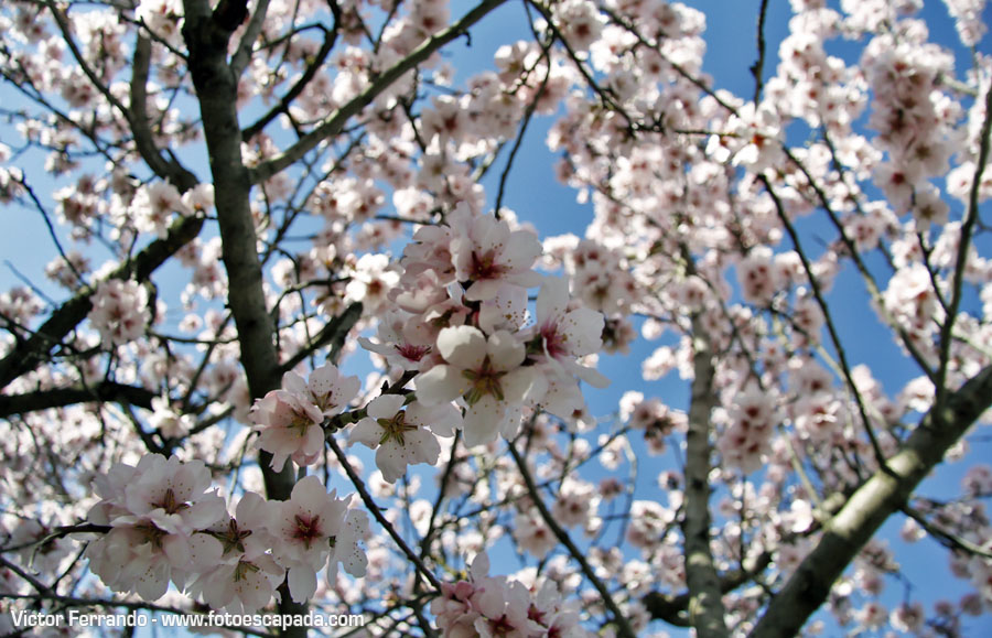 Almendros en flor en Madrid - Parque Quinta de los Molinos