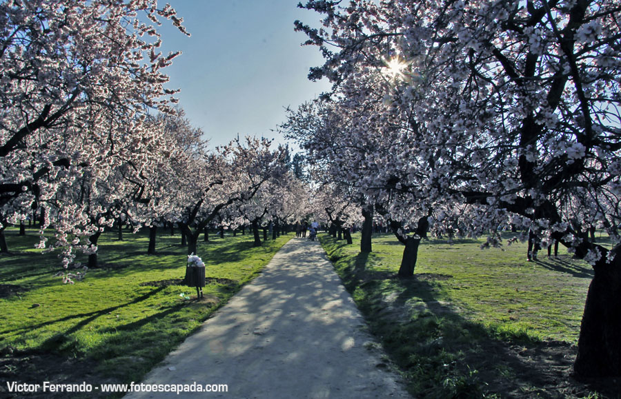 Almendros en flor en Madrid - Parque Quinta de los Molinos