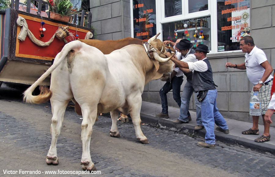 Vacas en la Romería de La Orotava Tenerife