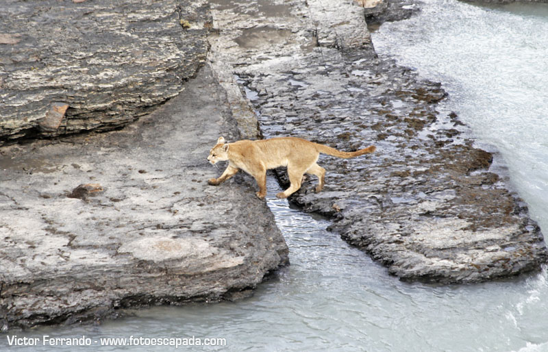 Un Puma en el Parque Nacional Torres del Paine