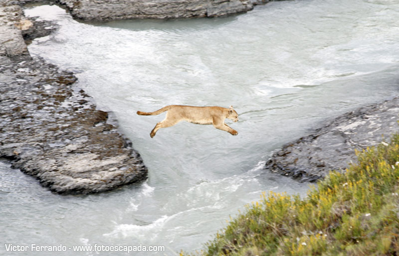 Un Puma en el Parque Nacional Torres del Paine