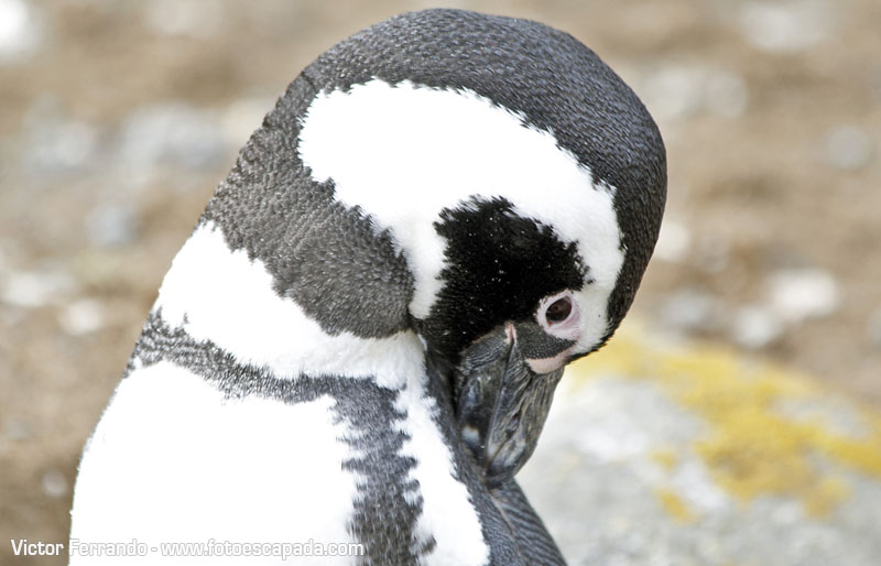 Pingüineras Isla Magdalena