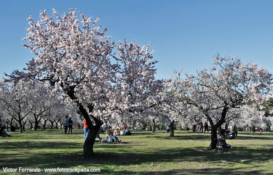 Primavera en Madrid en el Parque de la Quinta de los Molinos