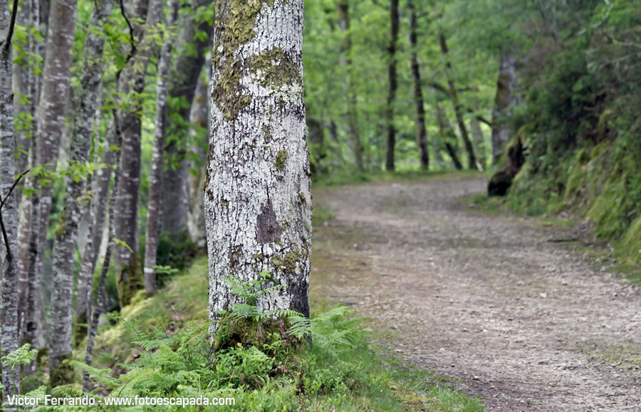 Valle del Río Infierno y Espinaredo Valle del Río Infierno y Espinaredo
