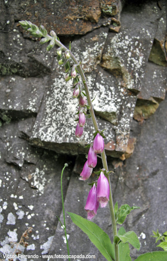 Valle del Río Infierno y Espinaredo