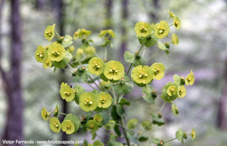 Valle del Río Infierno y Espinaredo Valle del Río Infierno y Espinaredo