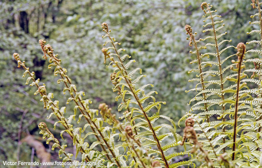 Valle del Río Infierno y Espinaredo Valle del Río Infierno y Espinaredo