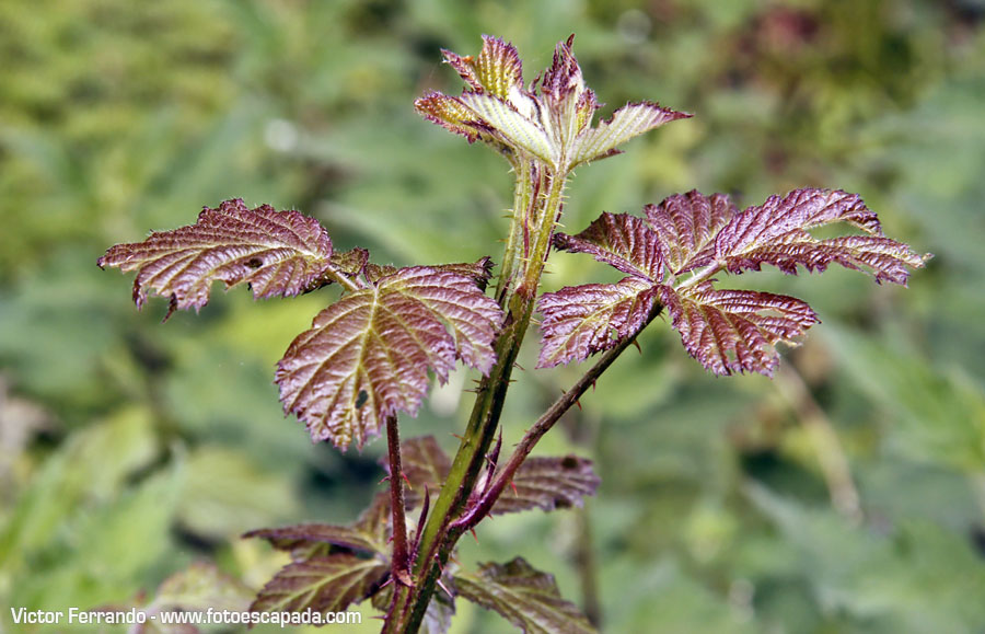 Valle del Río Infierno y Espinaredo Valle del Río Infierno y Espinaredo