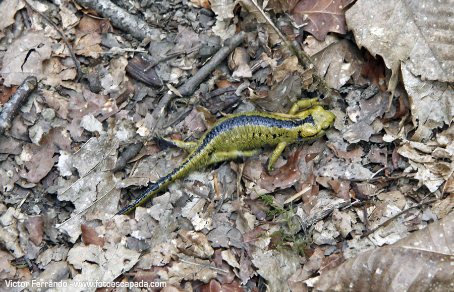 Valle del Río Infierno y Espinaredo Valle del Río Infierno y Espinaredo