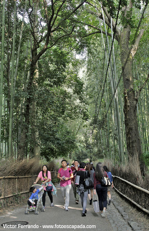 Bosque de Bambú Sagano de Arashiyama