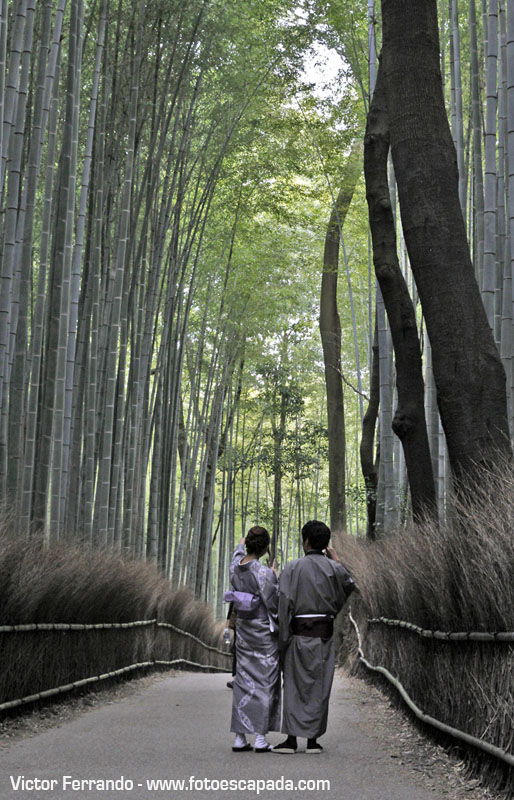 Bosque de Bambu Sagano Arashiyama