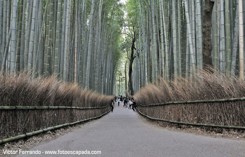 Bosque de Bambú Sagano de Arashiyama