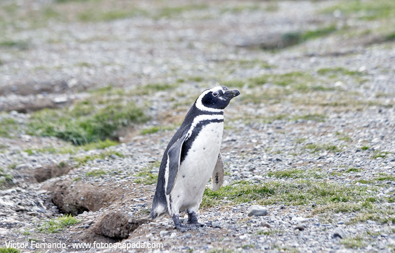 Pinguineras Isla Magdalena