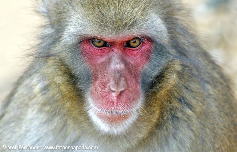 Macaco de cara roja en Iwatayama Monkey Park