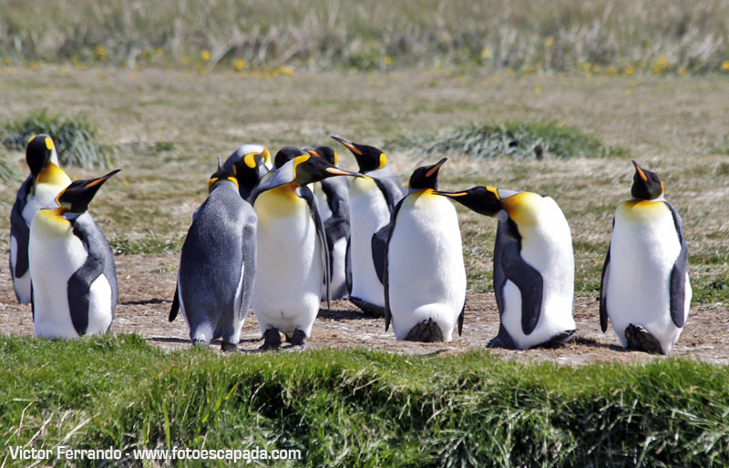 Pingüinos en el Parque Pingüino Rey en Tierra del Fuego